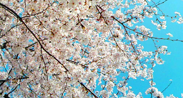 桜と水色