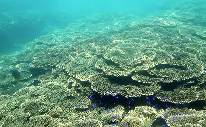串本の珊瑚礁