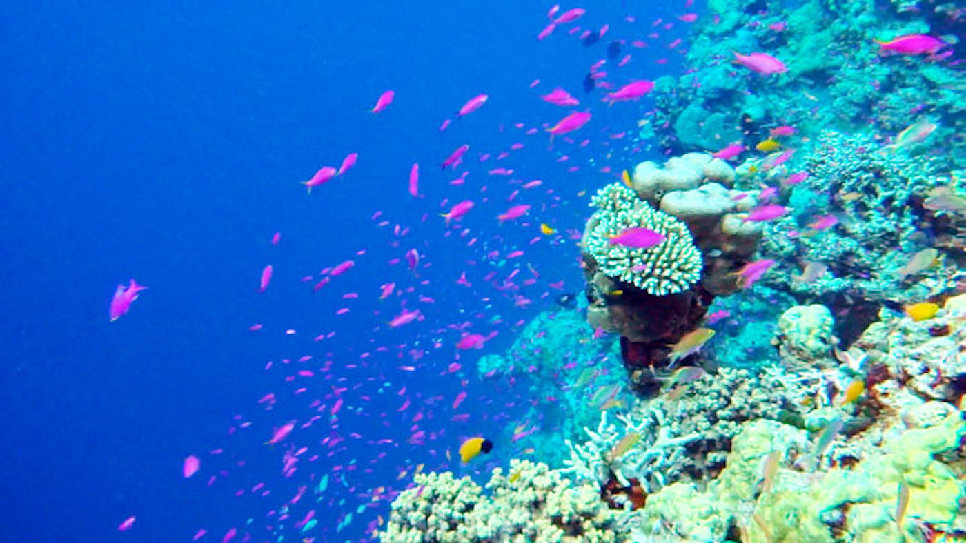 Snorkeling Milne Bay, alotau, Papua New Guinea、パプアニューギニアでシュノーケリング
